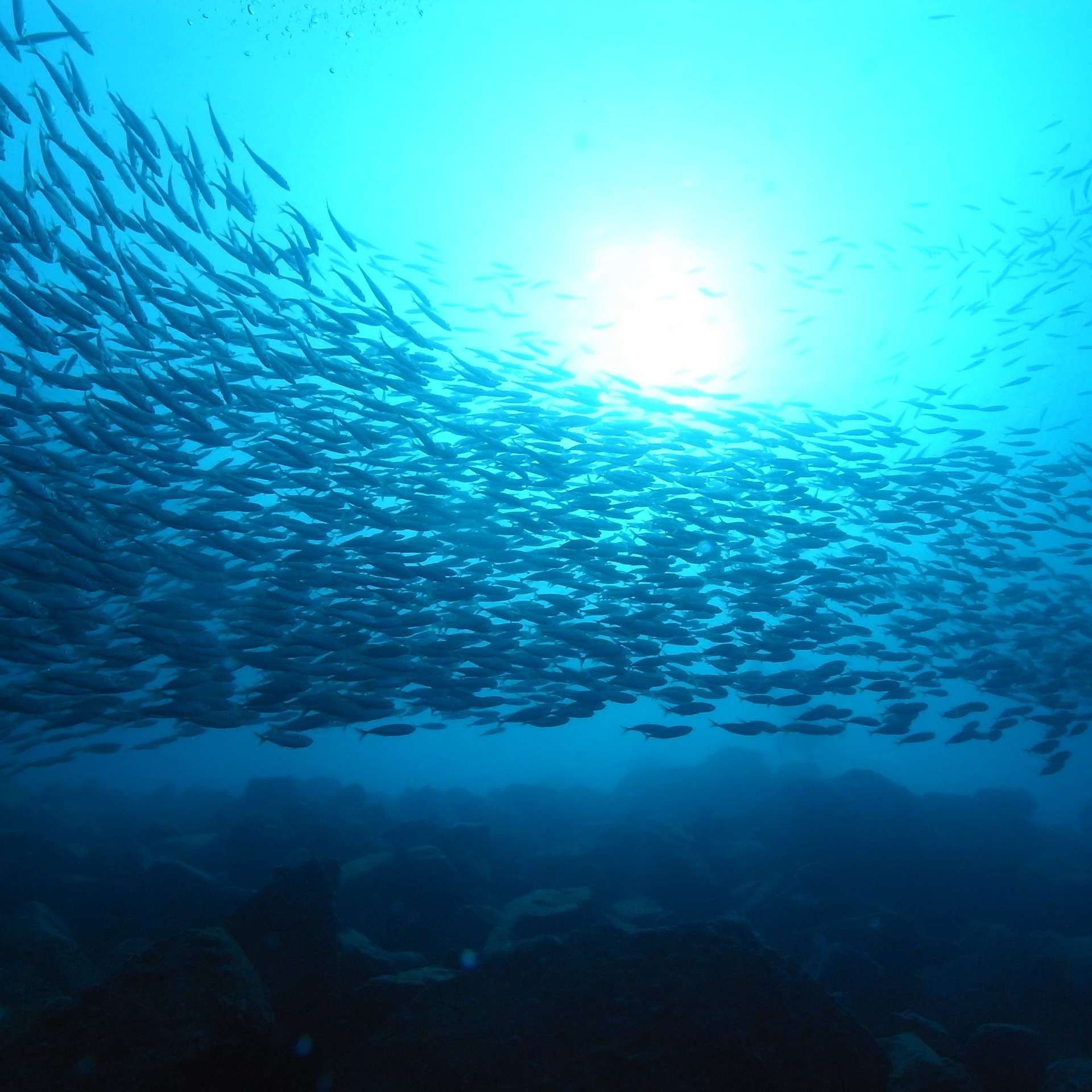 マスクやゴーグルに付いて